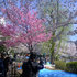 上野の桜①.JPG