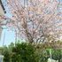 園庭満開の桜4月15日.jpg
